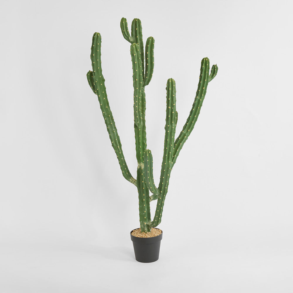 Cactus Euphorbia Medium