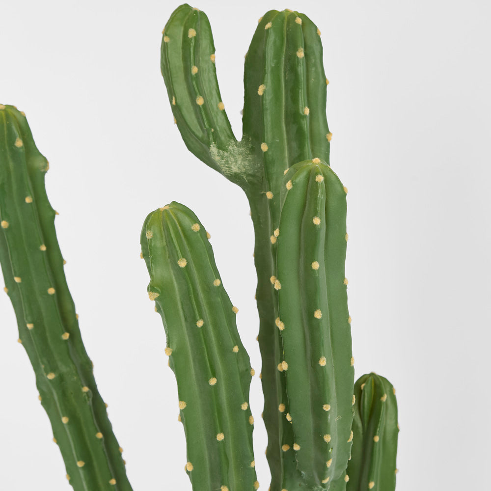 Cactus Euphorbia Medium