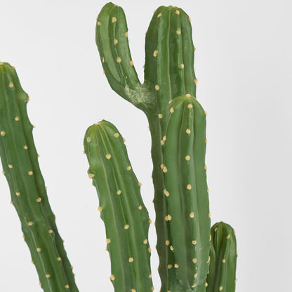 Cactus Euphorbia Medium