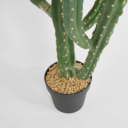 Cactus Euphorbia Medium