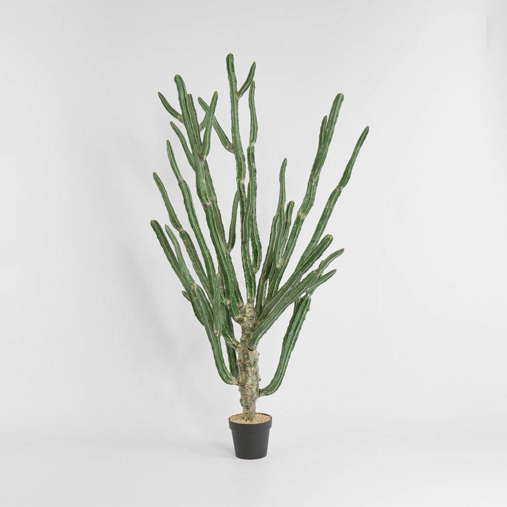 Cactus Euphorbia Large
