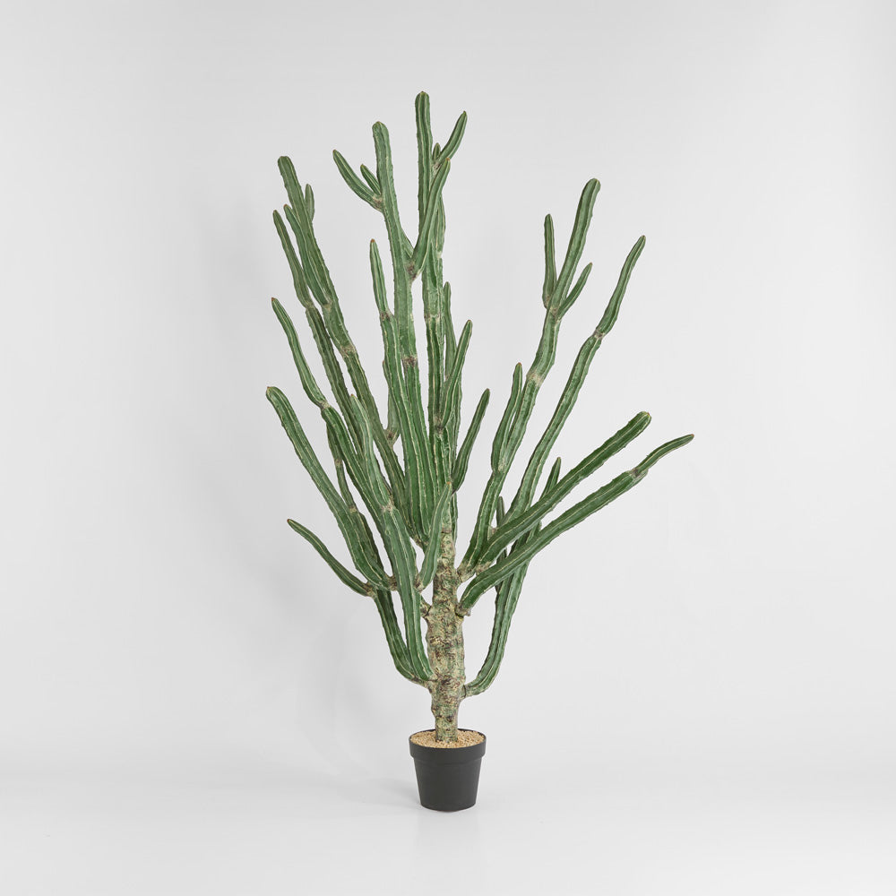 Cactus Euphorbia Large