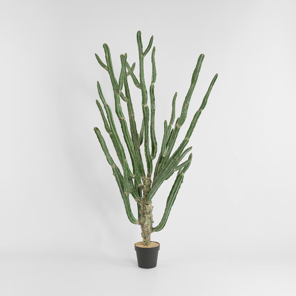 Cactus Euphorbia Large