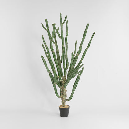 Cactus Euphorbia Large