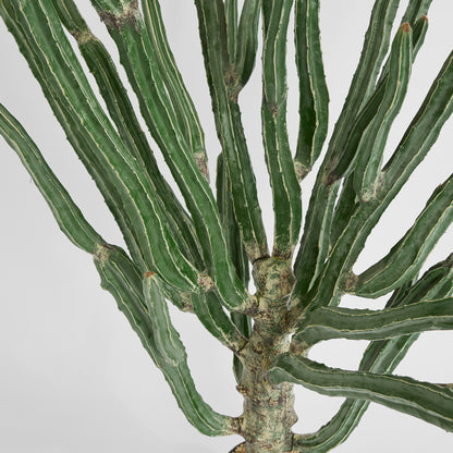 Cactus Euphorbia Large