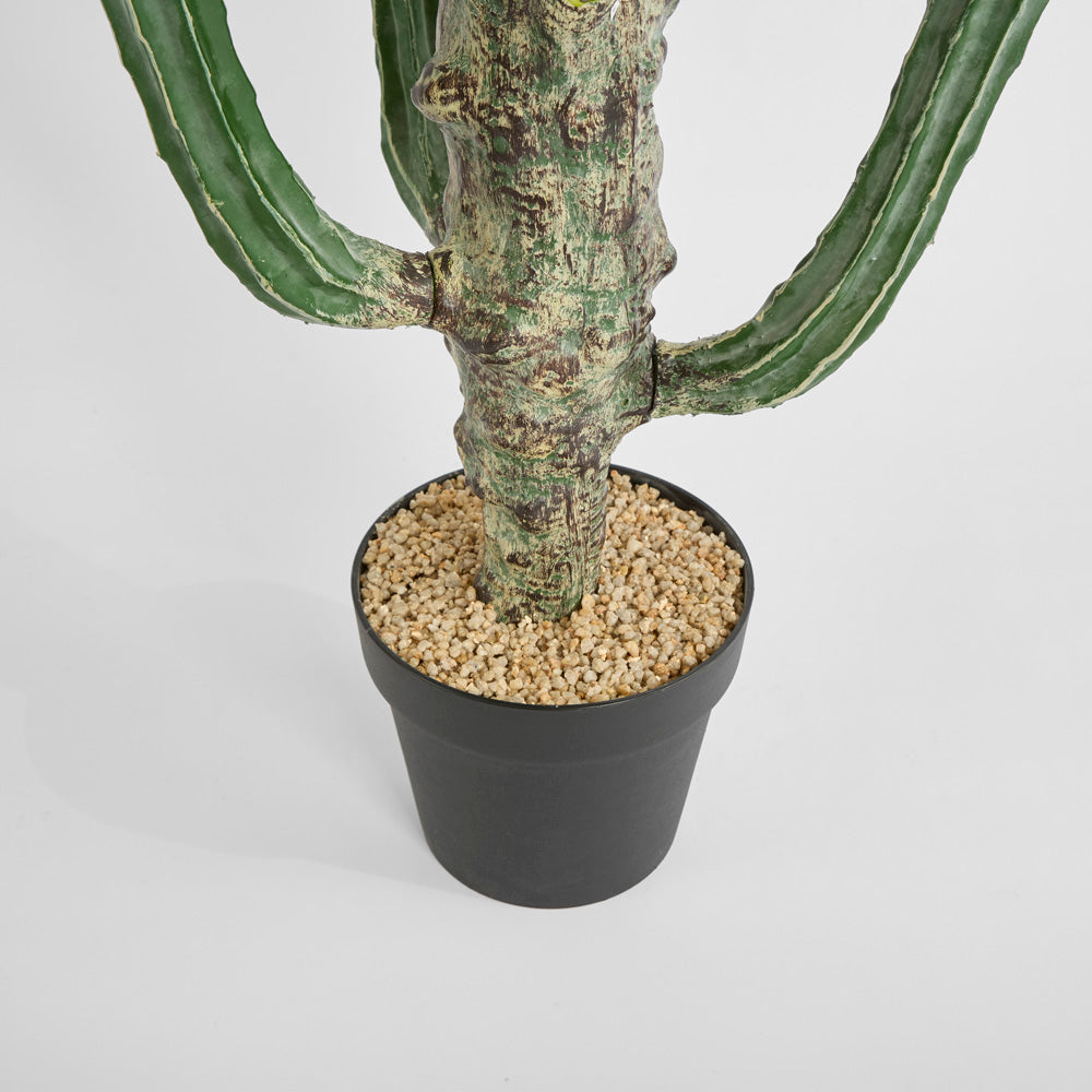 Cactus Euphorbia Large