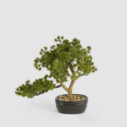 Bonsai Pine Tree 30cm