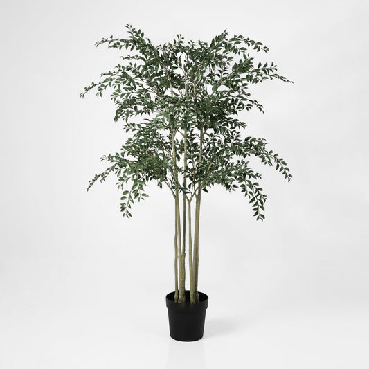 Ruscus Potted Tree 160cm