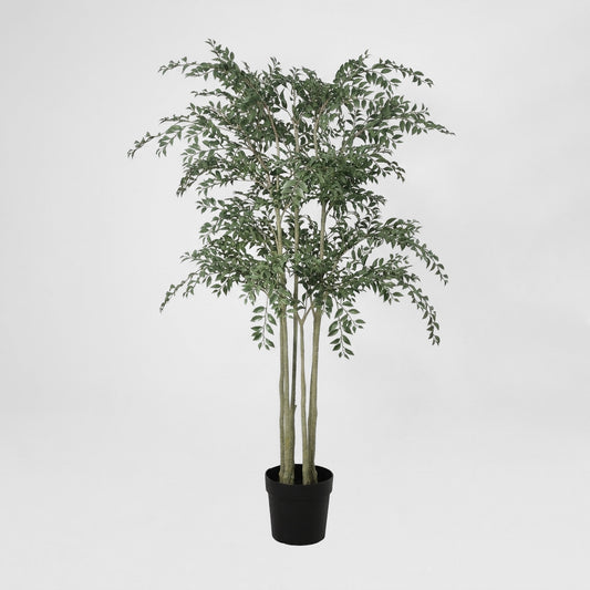 Ruscus Potted Tree 160cm