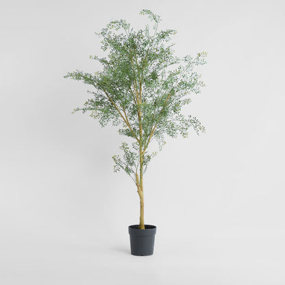 Acacia  Potted Tree 200cm