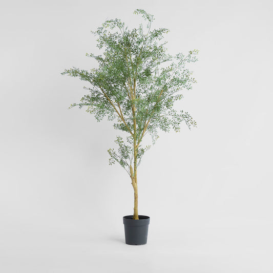 Acacia  Potted Tree 200cm