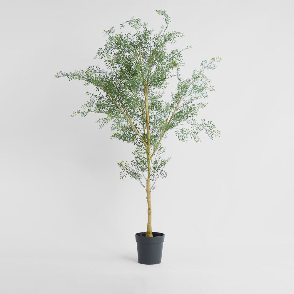 Acacia  Potted Tree 200cm