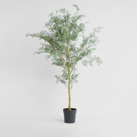 Acacia  Potted Tree 200cm