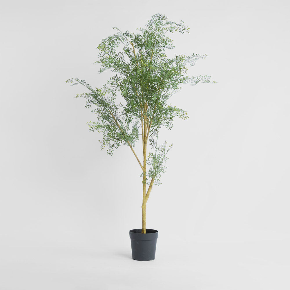 Acacia  Potted Tree 200cm