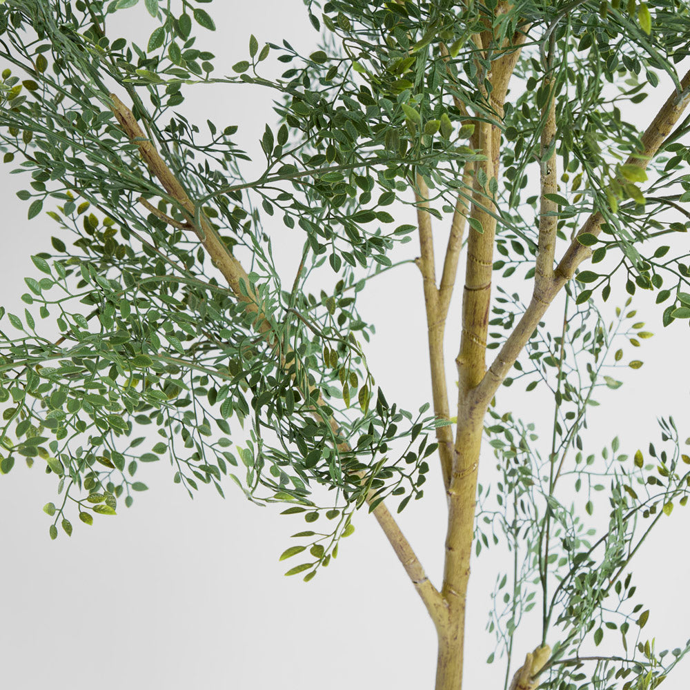 Acacia  Potted Tree 200cm