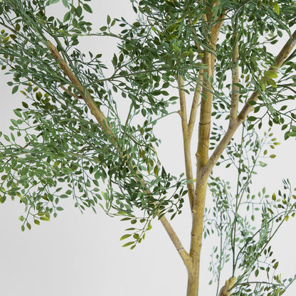 Acacia  Potted Tree 200cm