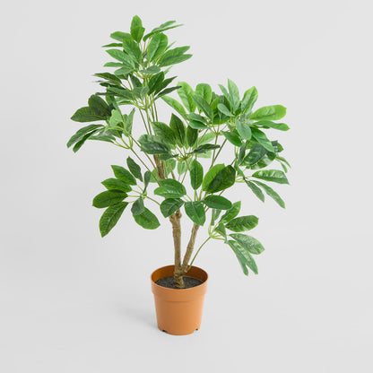 Schefflera Potted Plant 75cm