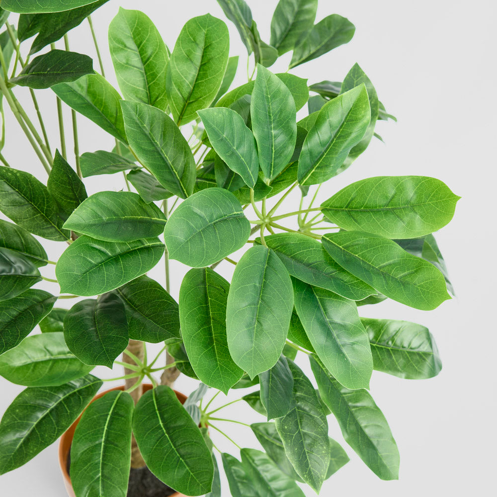 Schefflera Potted Plant 75cm
