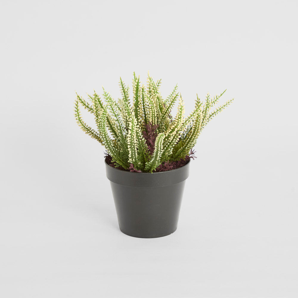 Heather  Potted Bush 23cm