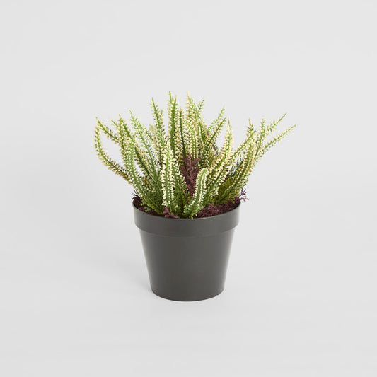 Heather  Potted Bush 23cm