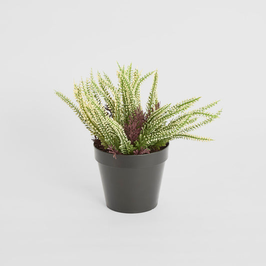Heather  Potted Bush 23cm