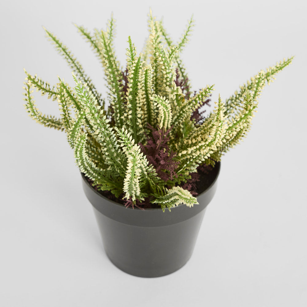 Heather  Potted Bush 23cm