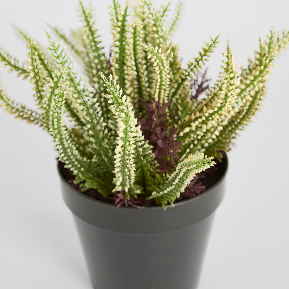 Heather  Potted Bush 23cm