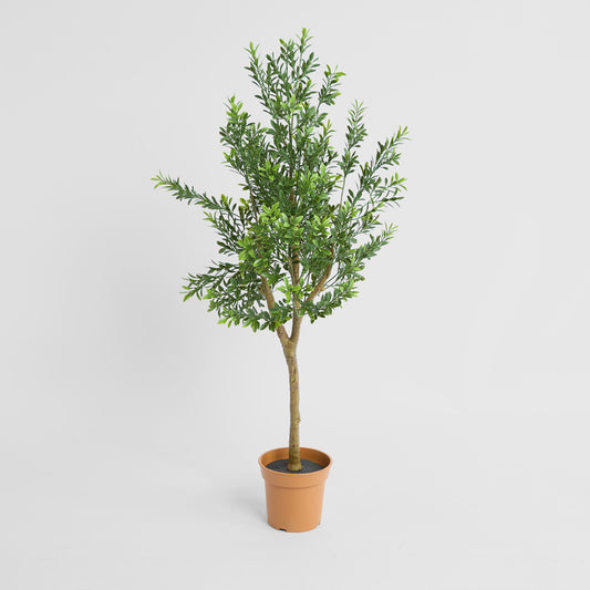 Boxwood Potted Sapling 100cm