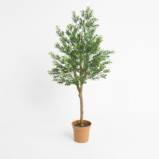 Boxwood Potted Sapling 100cm