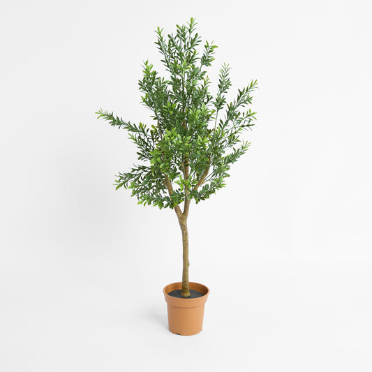 Boxwood Potted Sapling 100cm