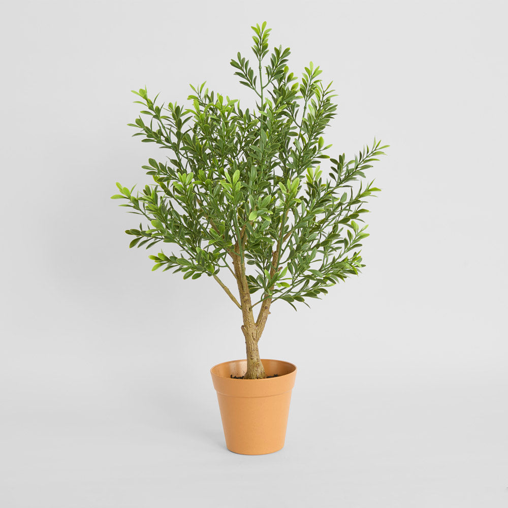 Boxwood Potted Sapling 62cm