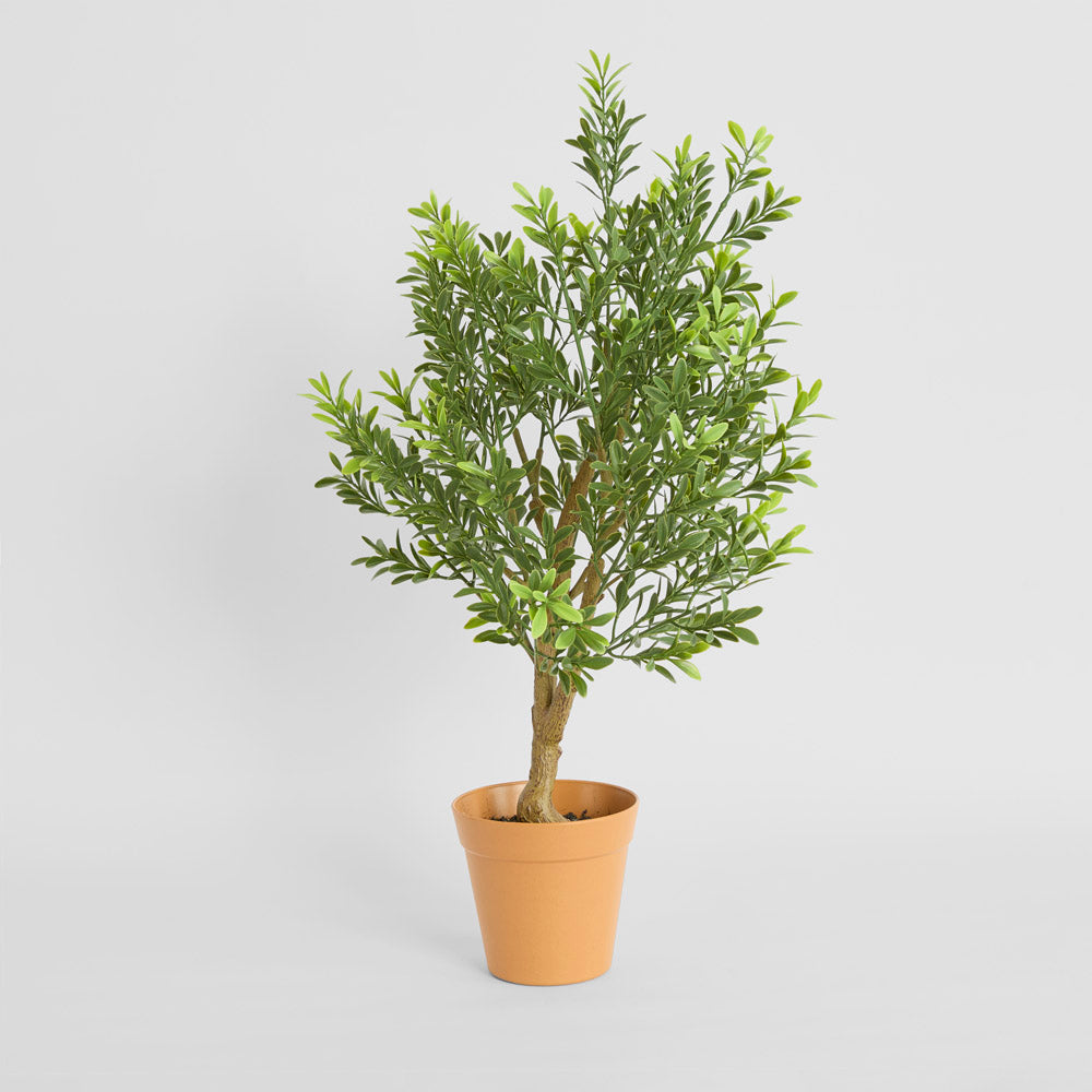 Boxwood Potted Sapling 62cm
