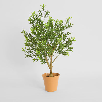 Boxwood Potted Sapling 62cm