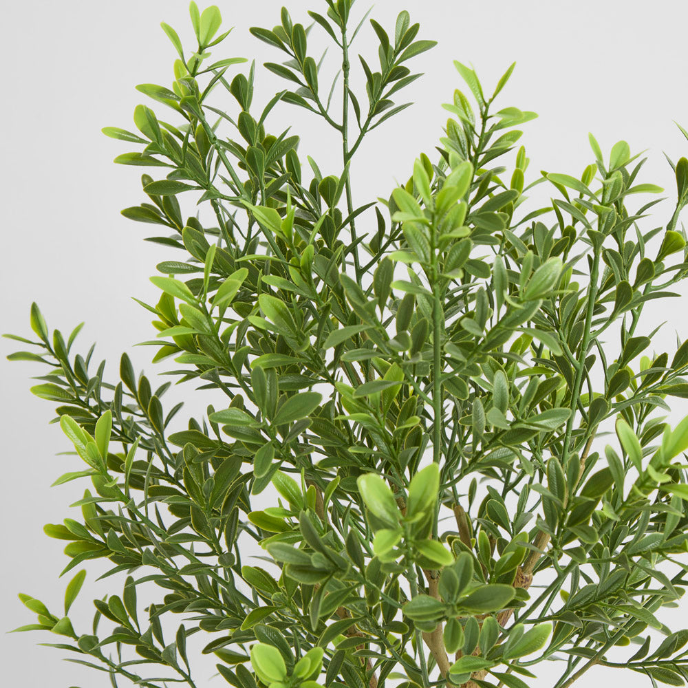 Boxwood Potted Sapling 62cm
