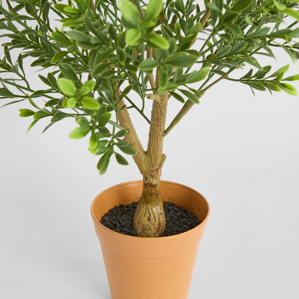 Boxwood Potted Sapling 62cm