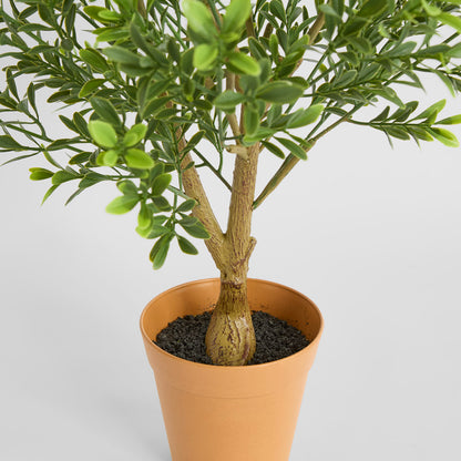 Boxwood Potted Sapling 62cm