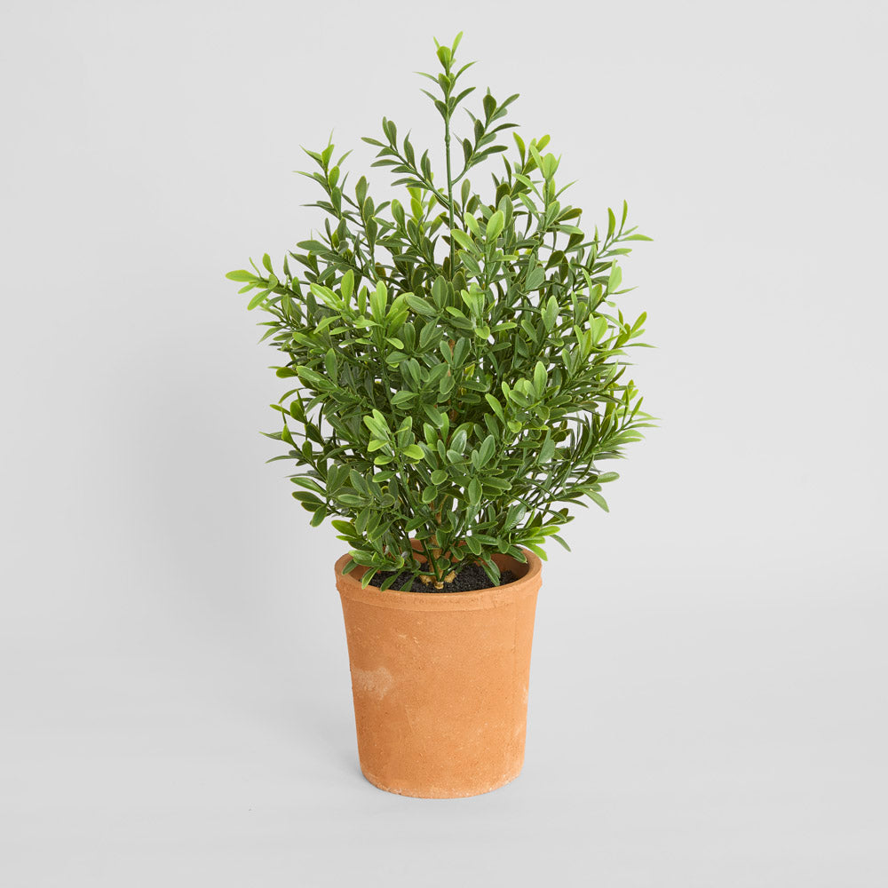 Boxwood Potted Bush 50cm