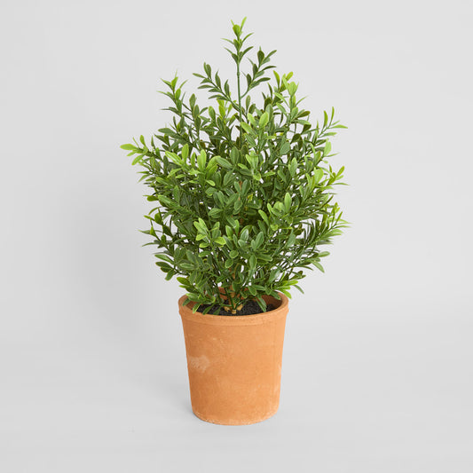 Boxwood Potted Bush 50cm