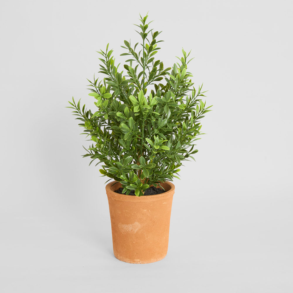 Boxwood Potted Bush 50cm