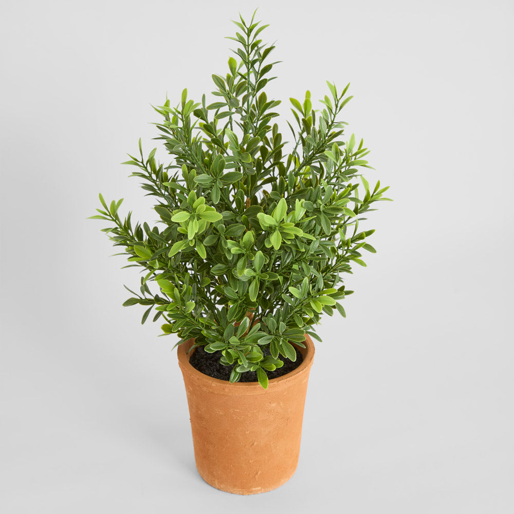 Boxwood Potted Bush 50cm