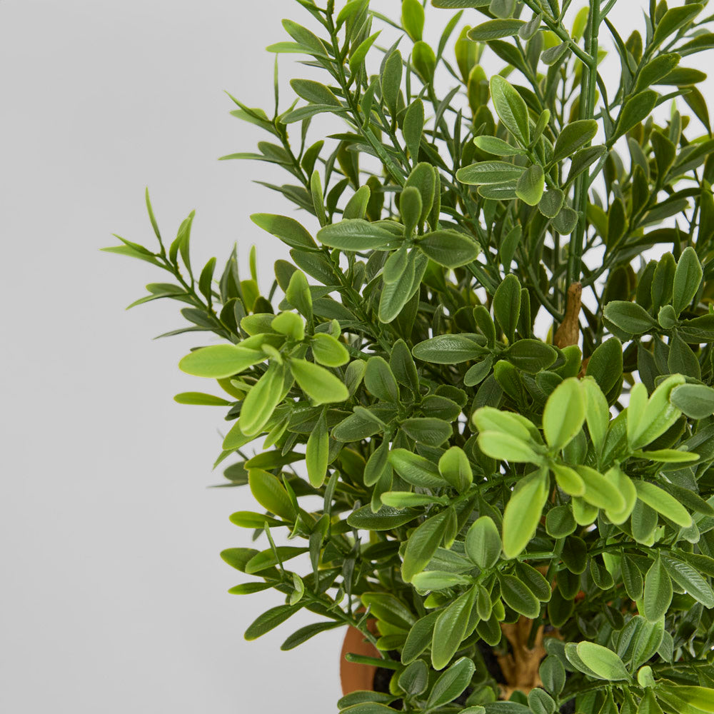 Boxwood Potted Bush 50cm