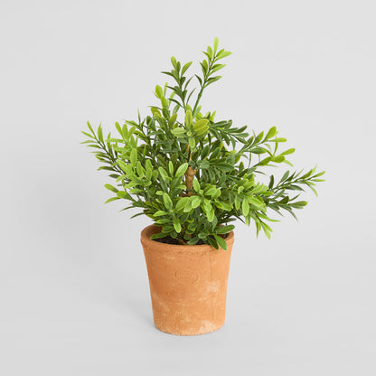 Boxwood Potted Bush 36cm