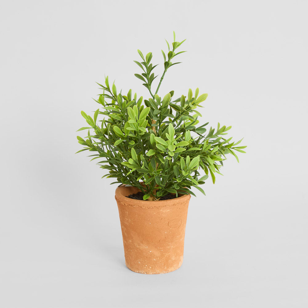 Boxwood Potted Bush 36cm
