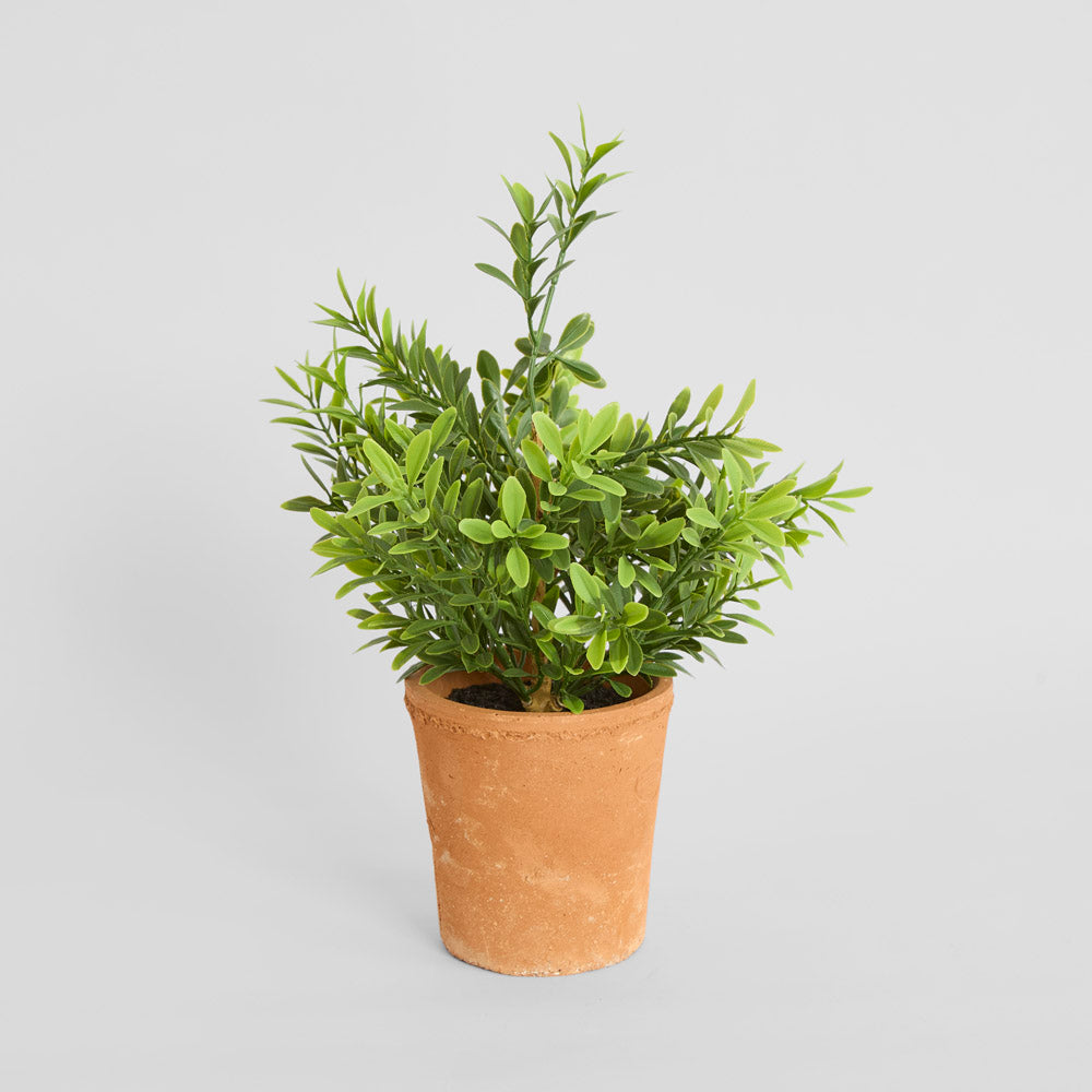 Boxwood Potted Bush 36cm