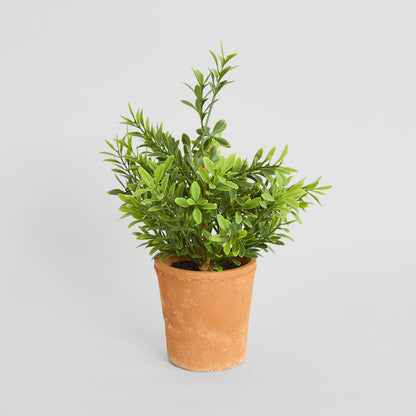Boxwood Potted Bush 36cm