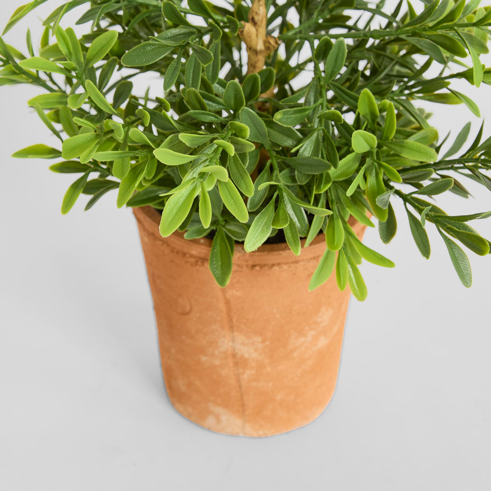 Boxwood Potted Bush 36cm