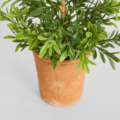 Boxwood Potted Bush 36cm