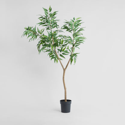 Blue Gum  Potted Tree 193cm