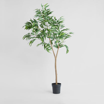 Blue Gum  Potted Tree 193cm