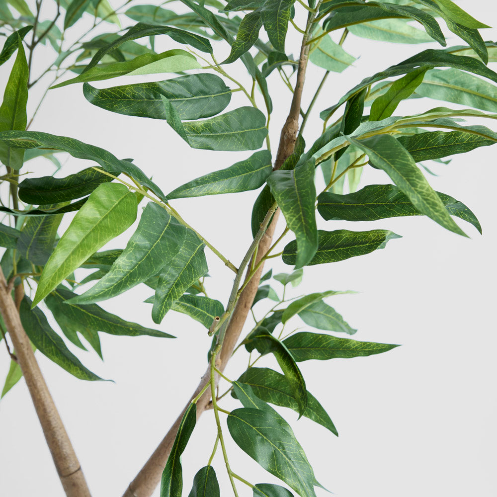 Blue Gum  Potted Tree 193cm
